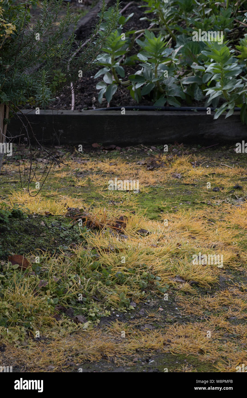 Glyphosphate weed killer used to kill weeds on the vegetable garden