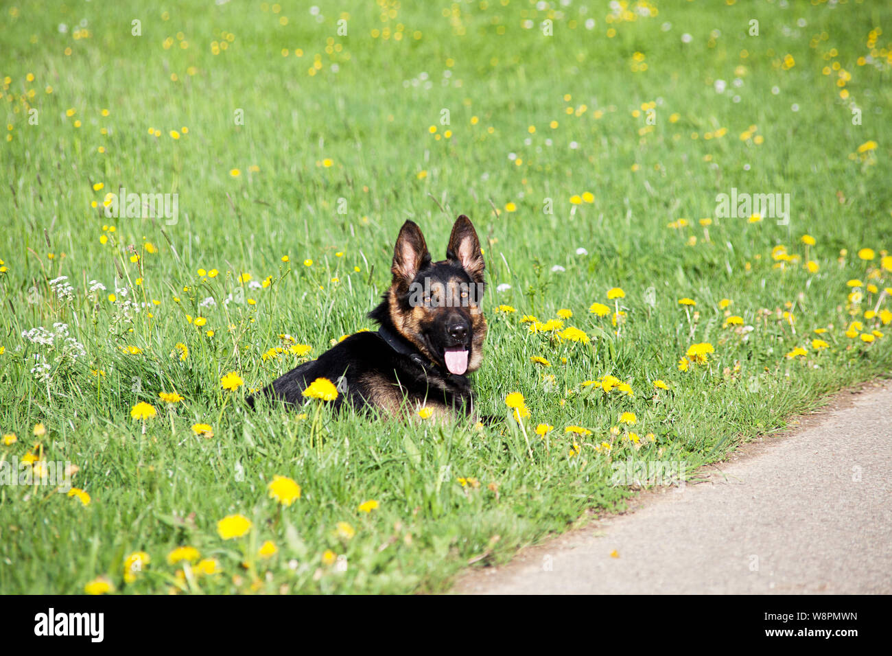 beautiful german shepherd dog sit in flower meadow. spring with yellow