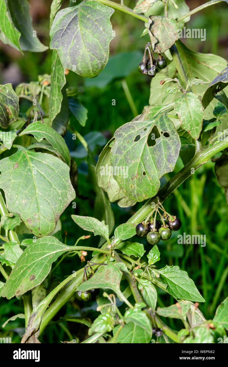 Deadly nightshade garden hires stock photography and images Alamy