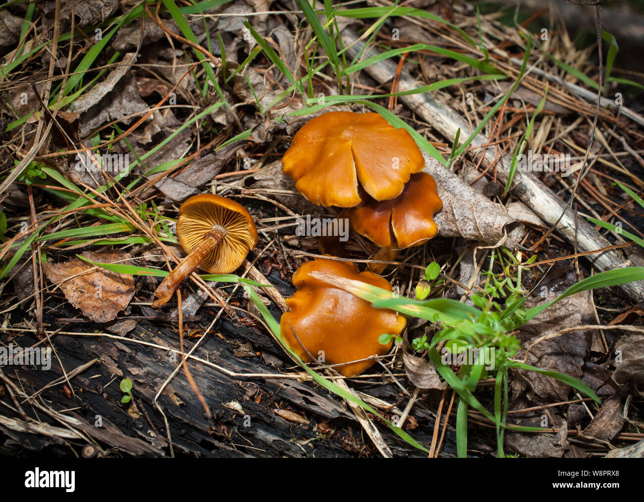Galerina marginata Poisonous Midwinter fungi New Zealand Stock