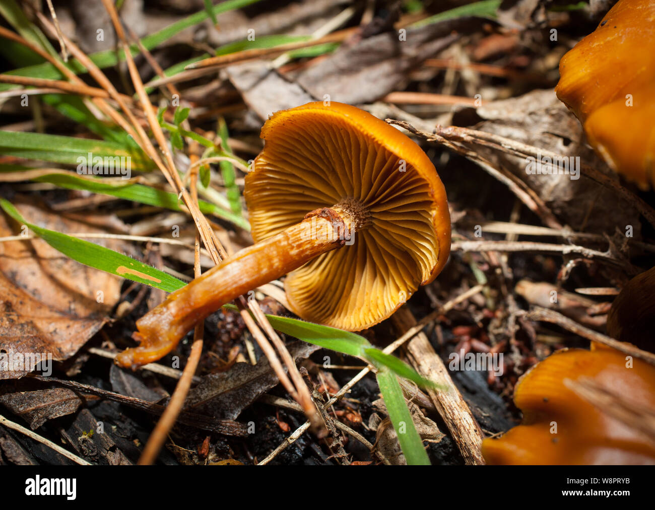 Galerina marginata Poisonous Midwinter fungi New Zealand Stock