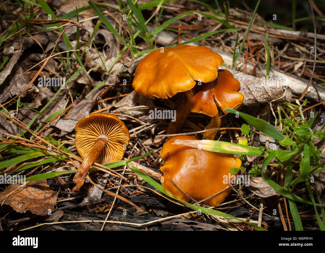 A Look at life in New Zealand: Foraging for wild food: Galerina marginata: Deadly Poisonous: Mid-winter fungi. Stock Photo