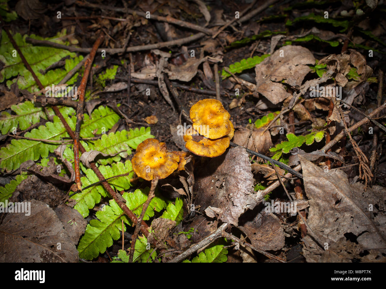 A Look at life in New Zealand: Foraging for wild food: Galerina marginata: Deadly Poisonous: Mid-winter fungi. Stock Photo