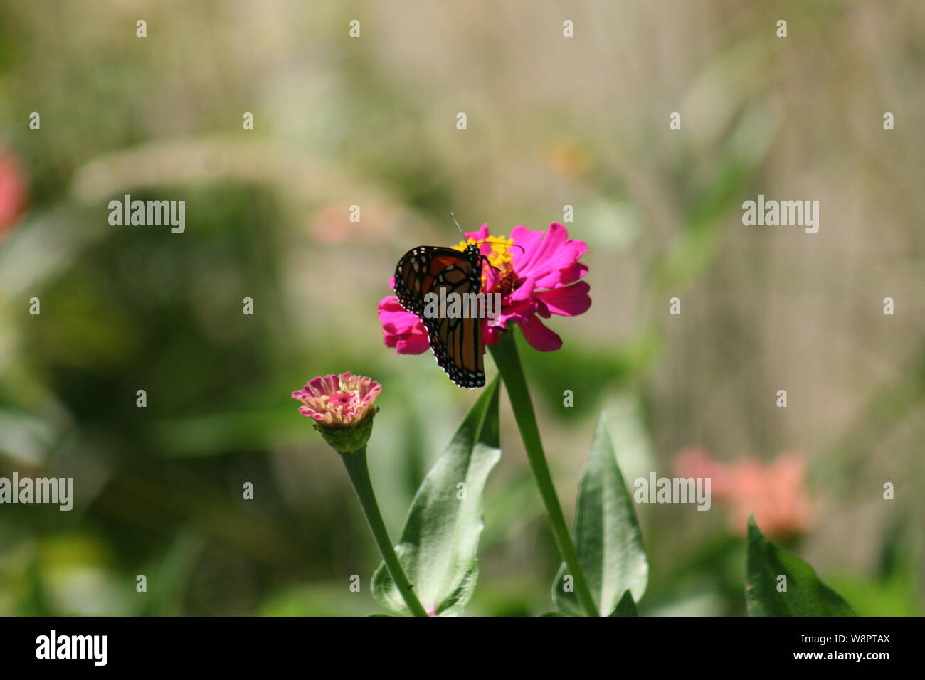 Purple Flower and Monarch Butterfly Stock Photo