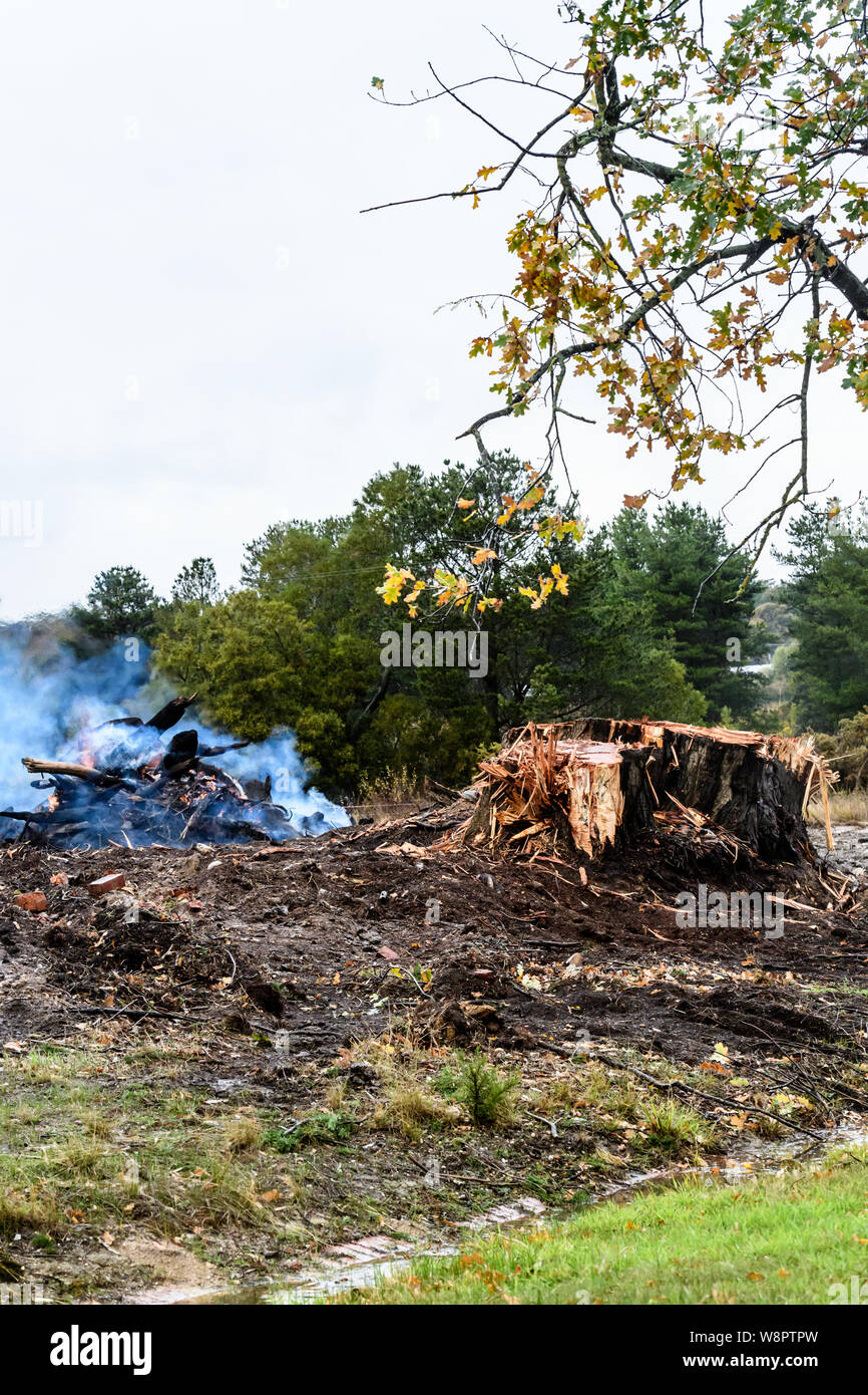 Stump of newly felled tree and burning branches screams out Habitat