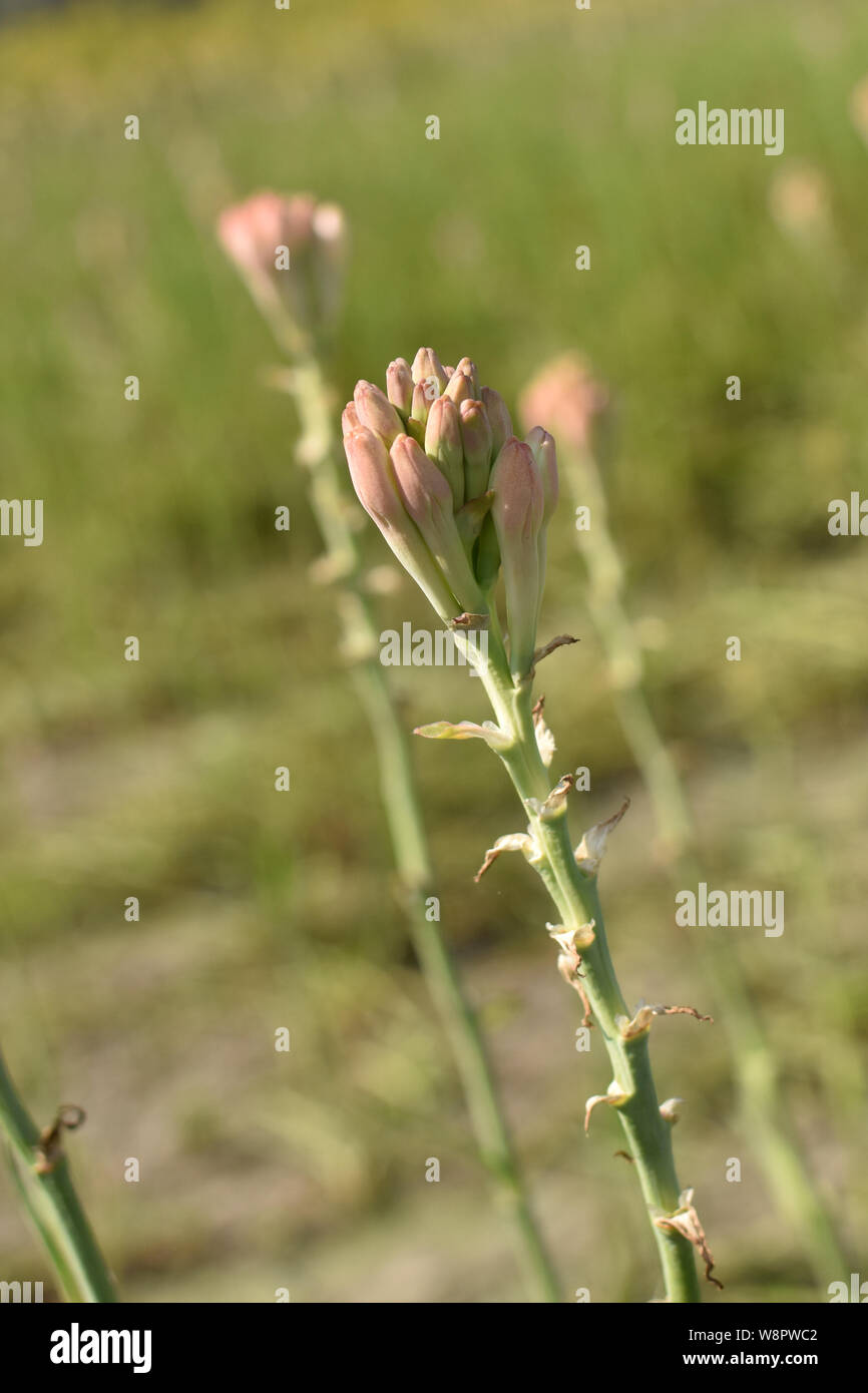 Close up shot of tuberose or rajnigandha, is a night-blooming plant, a perennial plant related to the agaves, extracts of which are used as a note in Stock Photo