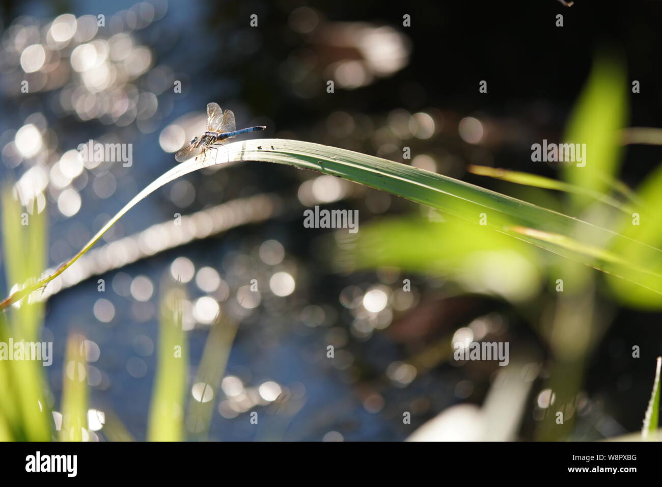 dragonfly on a blade of grass by water Stock Photo - Alamy