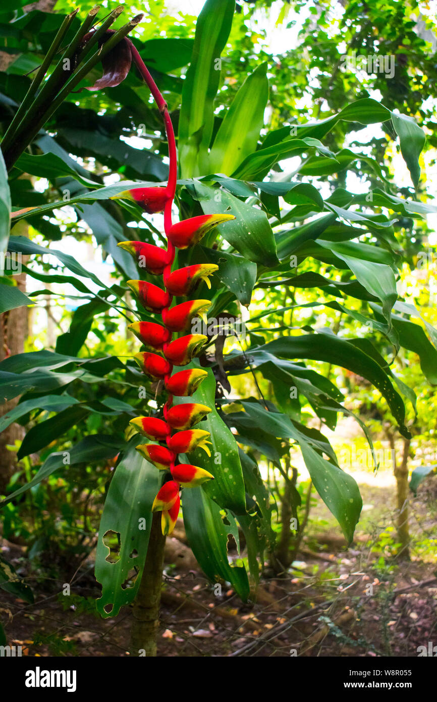 (Heliconia rostrata), Heliconia tropical flower, Red hanging Heliconia