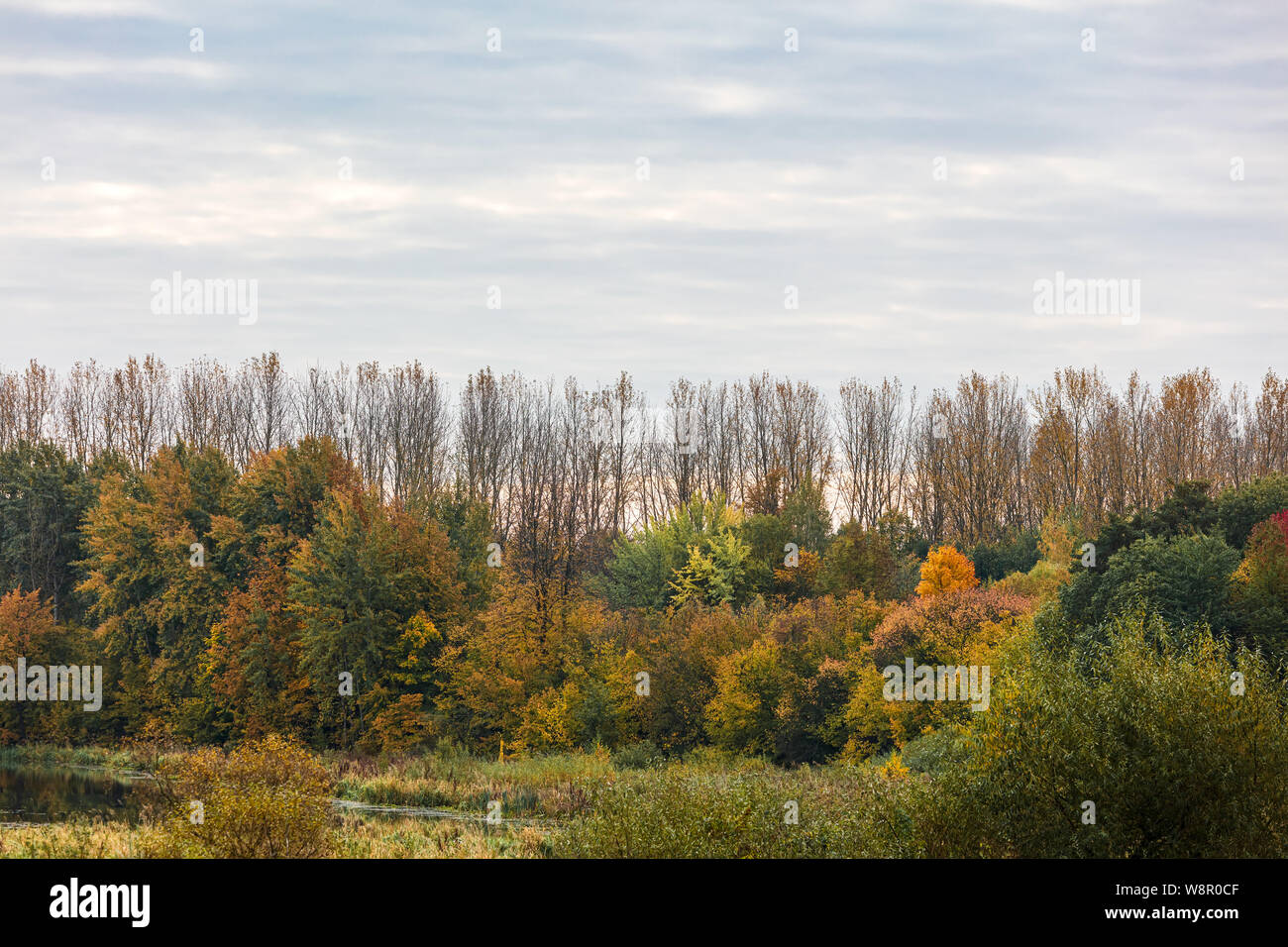natural landscape view during fall season. autumnal trees and bushes view against grey sky background Stock Photo