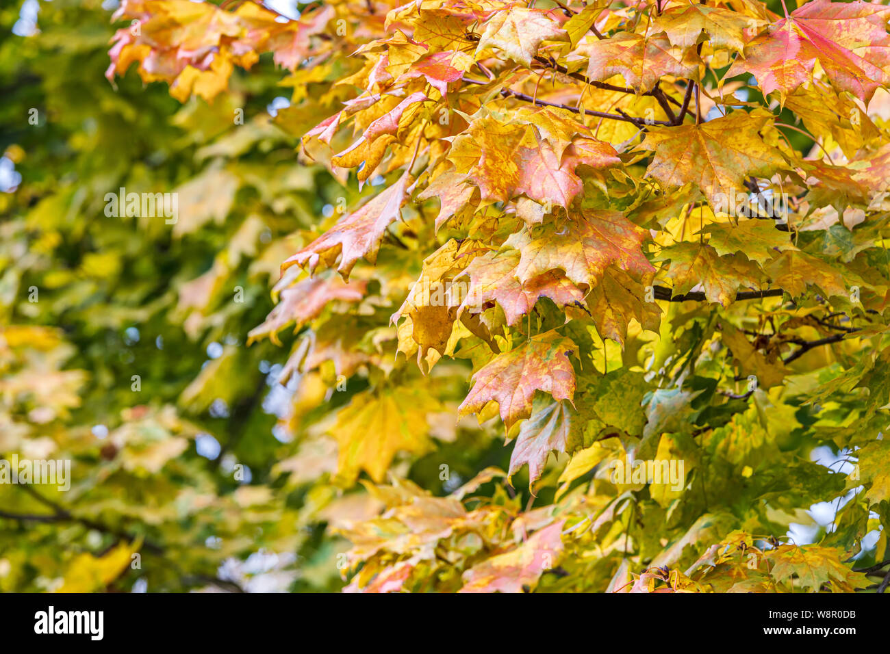 maple tree with lush foliage of red and orange color in autumn season. closeup view Stock Photo