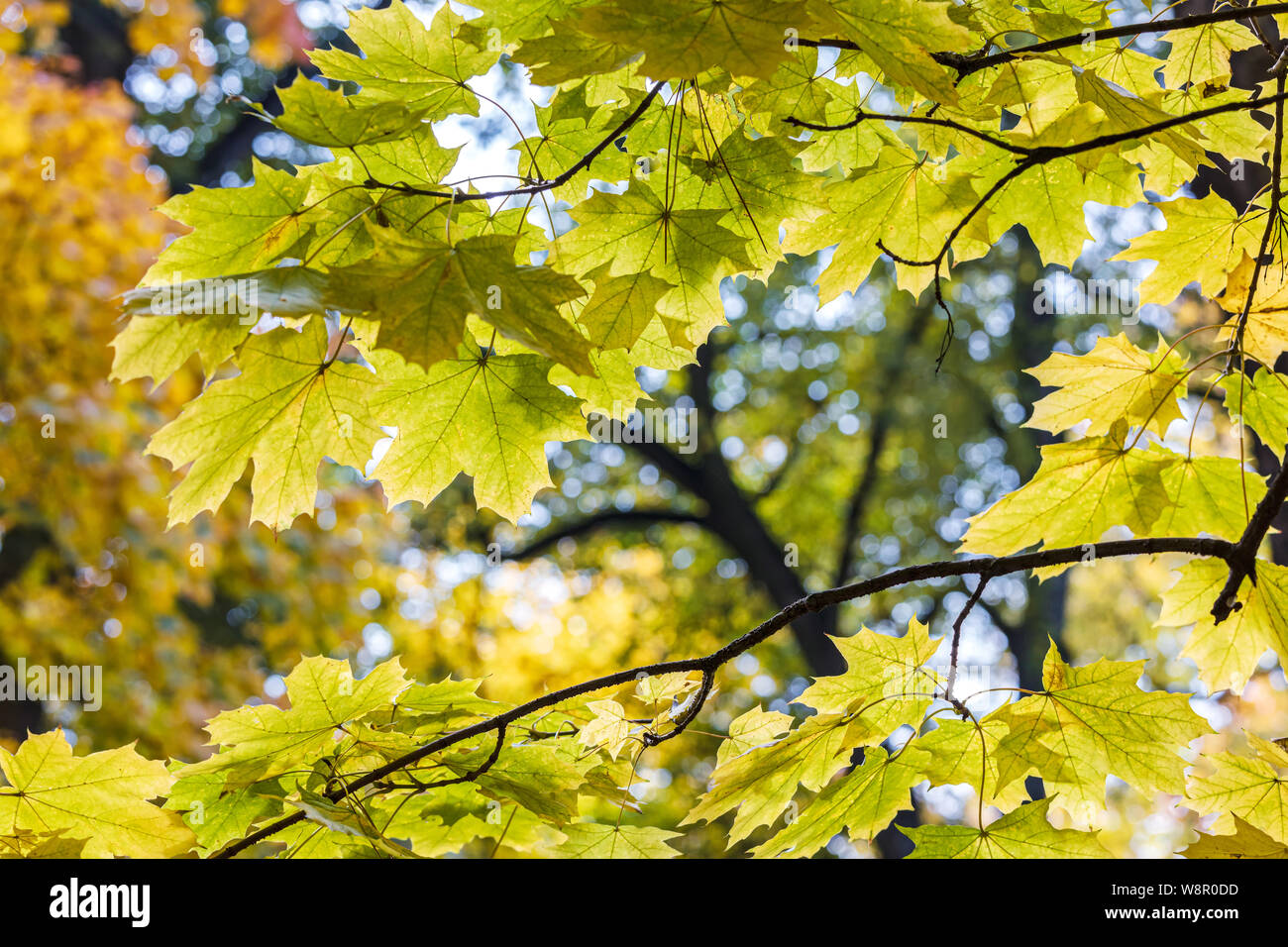 closeup view of maple tree branch in autumn. defocused park surroundings background Stock Photo