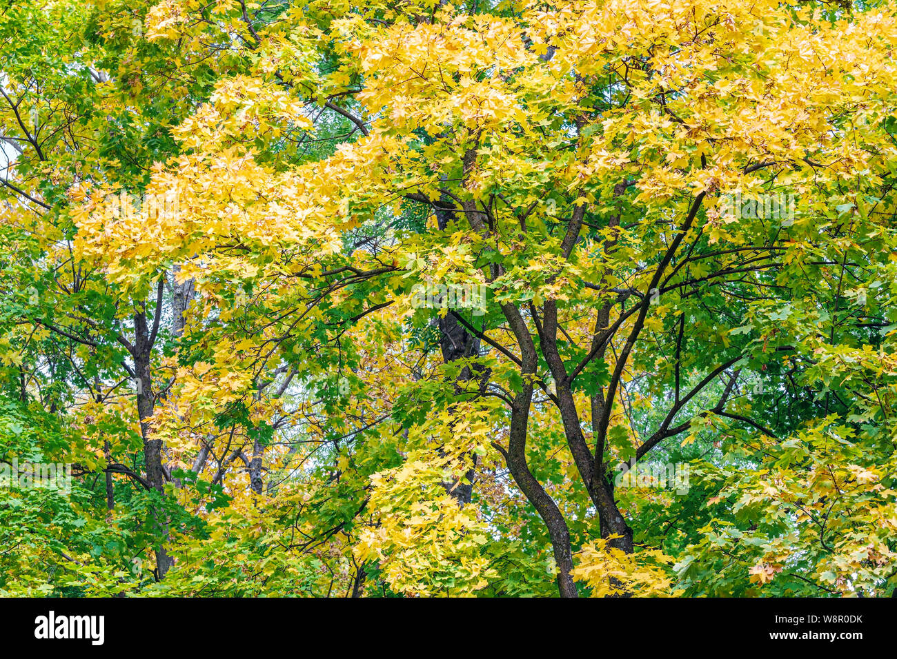 tree tops with bright green and yellow lush foliage against sky background. park trees in autumn Stock Photo