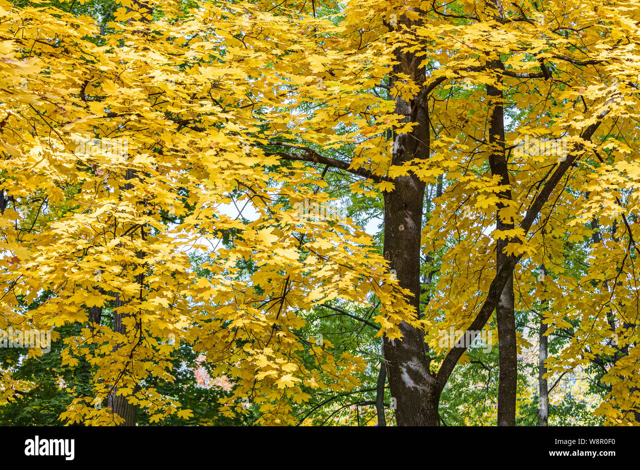 maple tree tops with gold foliage against blue sky background. closeup view of autumnal trees Stock Photo