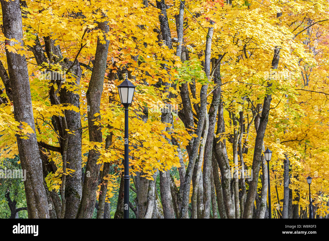 park tree tops with bright gold foliage and black retro lanterns. closeup view Stock Photo