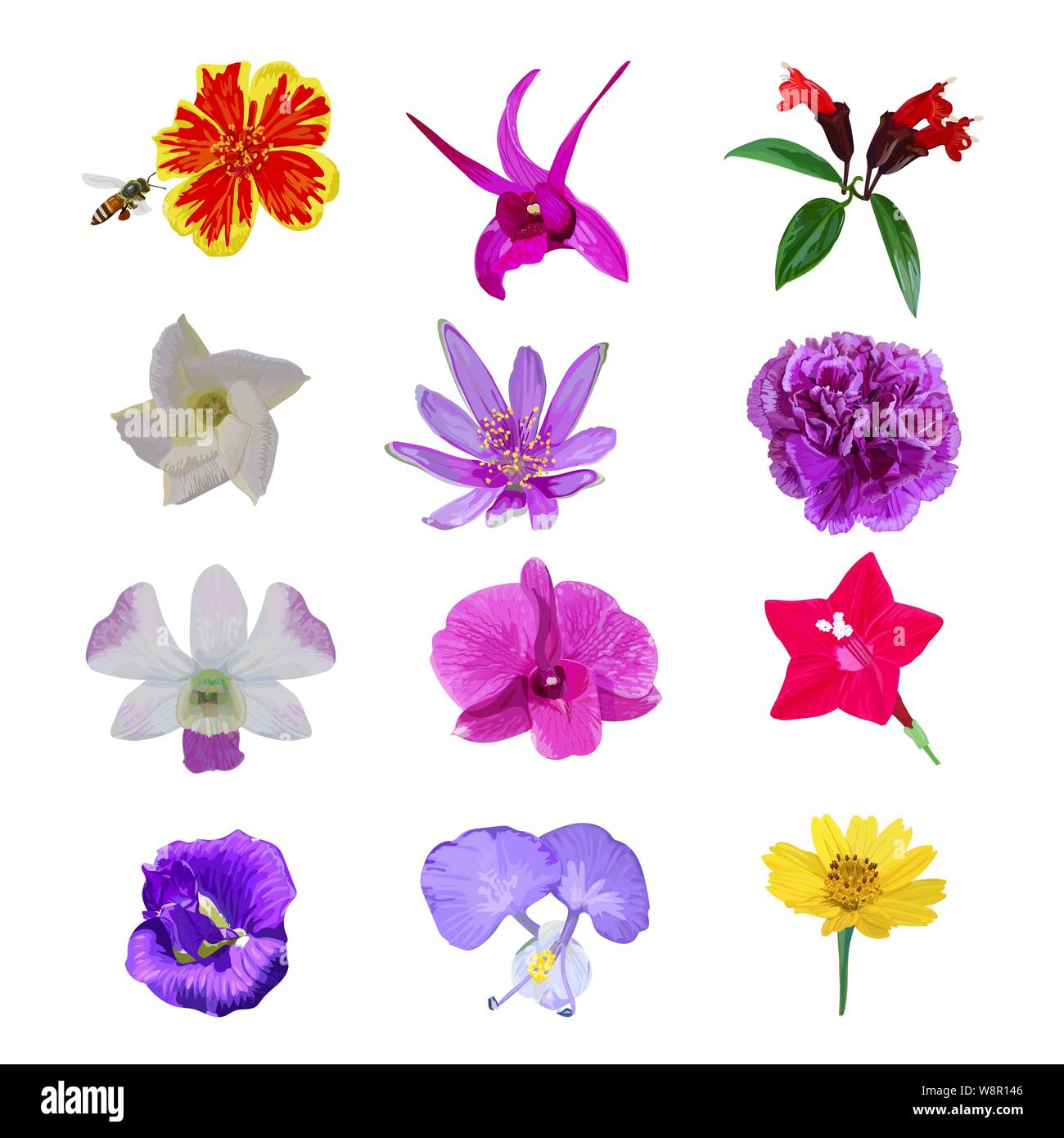 Colorful realistic flower isolated collection set on white background, vector illustratiom. Stock Vector