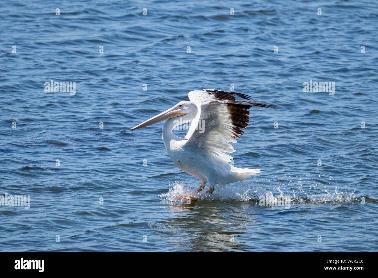 White Pelican landing in water Stock Photo