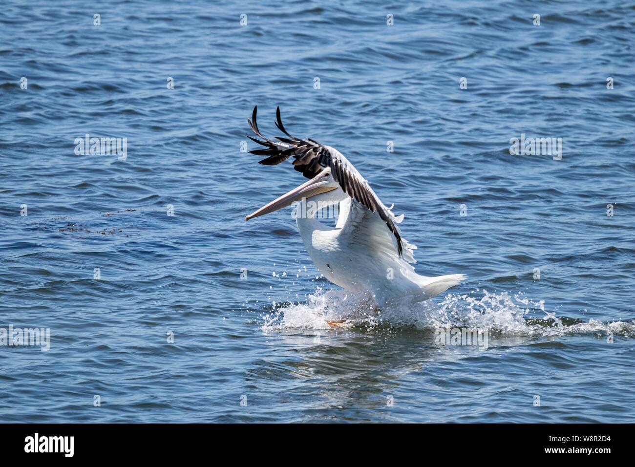 White Pelican landing in water Stock Photo