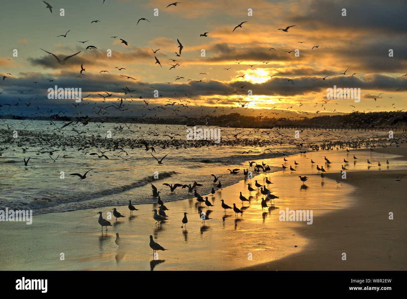 Seagulls at sunset on Seacliff Beach in Aptos California Stock Photo