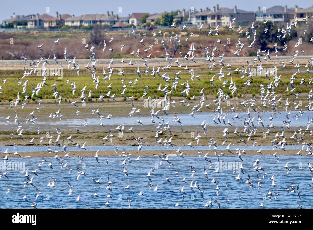 Flock of Willet birds in Bolsa Chica Wetlands in Huntington Beach, California Stock Photo