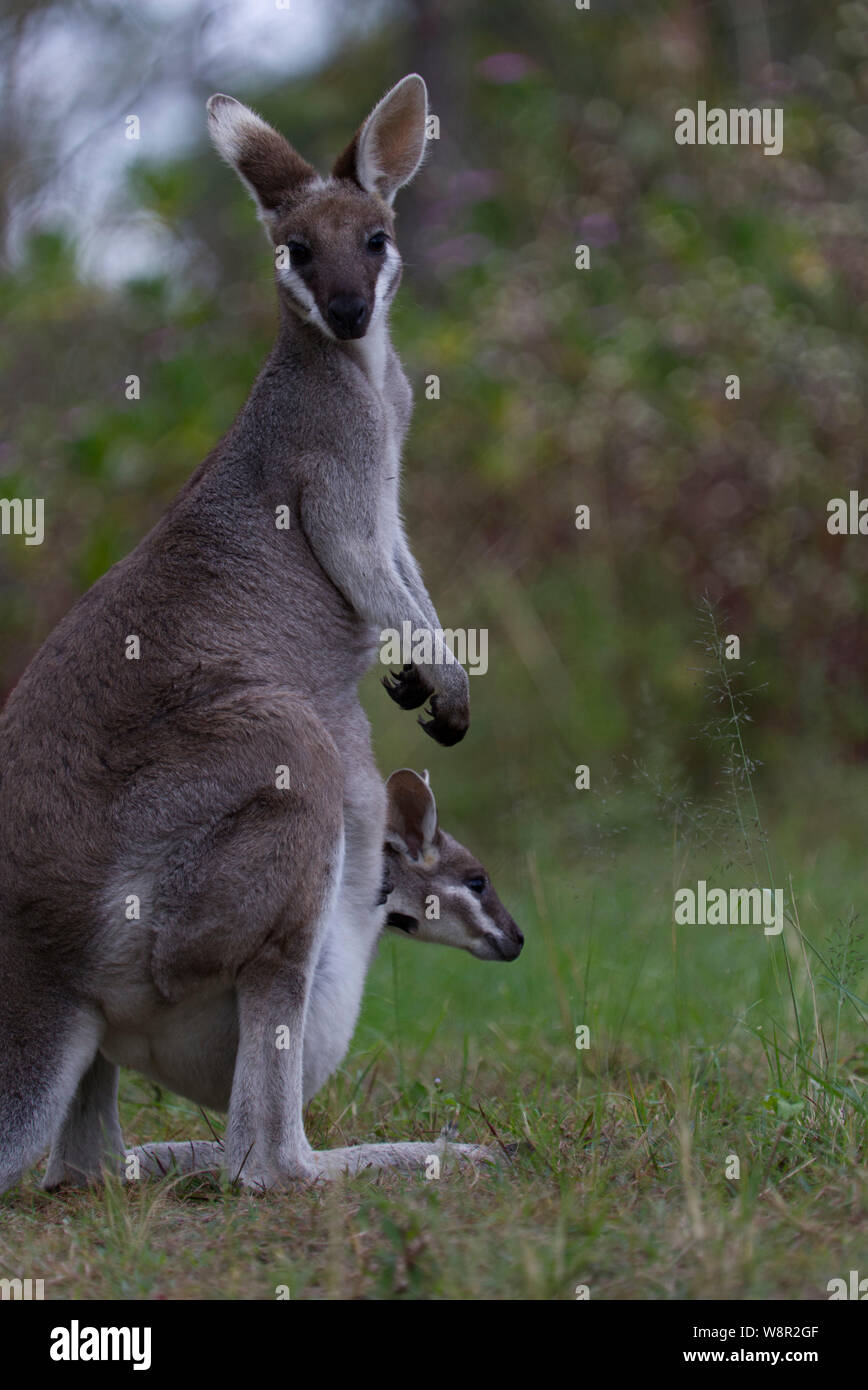 The whiptail wallaby (Macropus parryi), also known as the prettyfaced