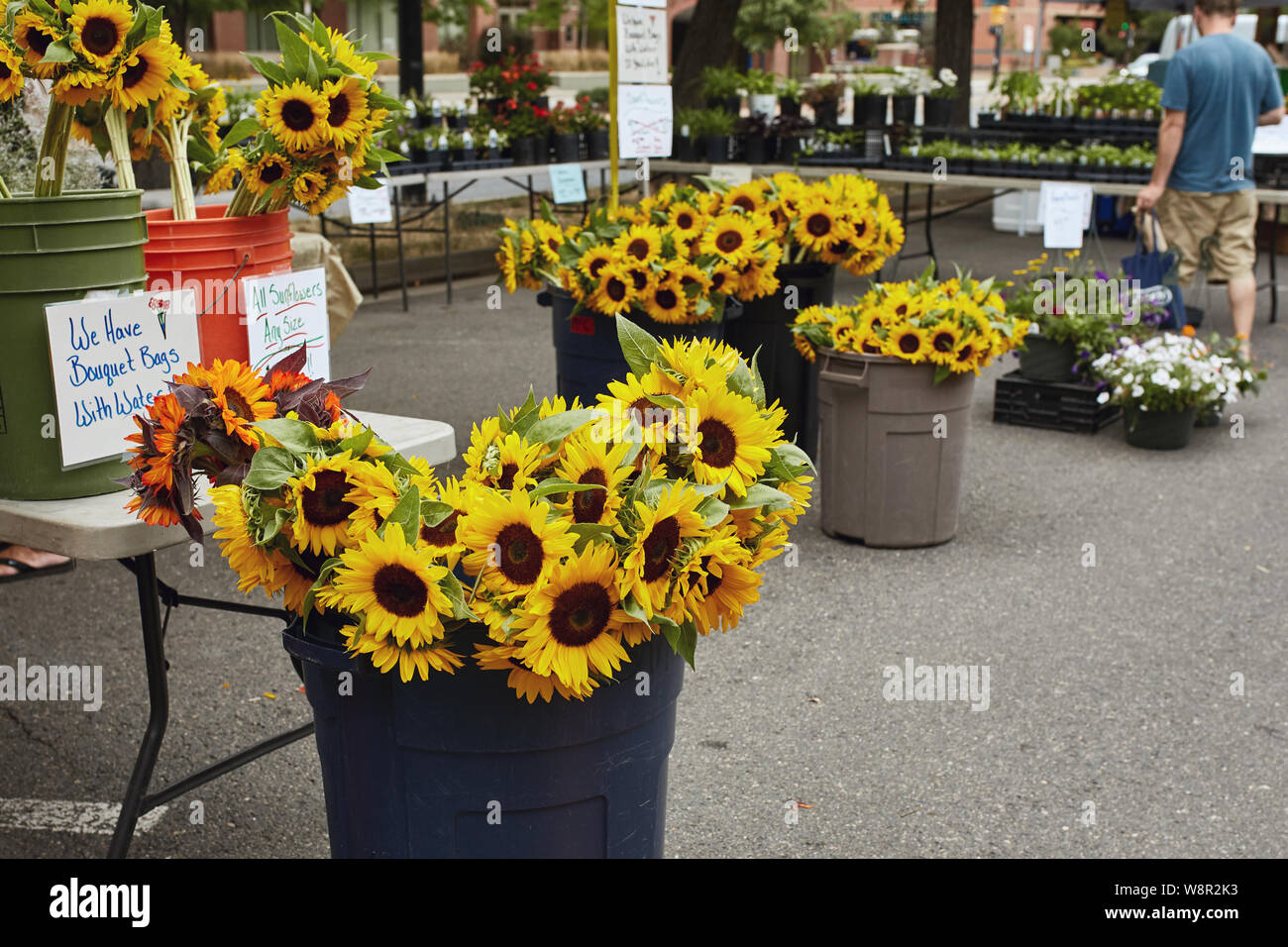 Bouquets of fresh cut sunflowers on display at a farmers market in
