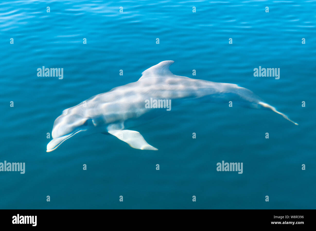 Bottlenose dolphin (Tursiops) under the surface of the Caribbean Sea in Bocas del Toro marine reserve, Panama, Central America. Stock Photo