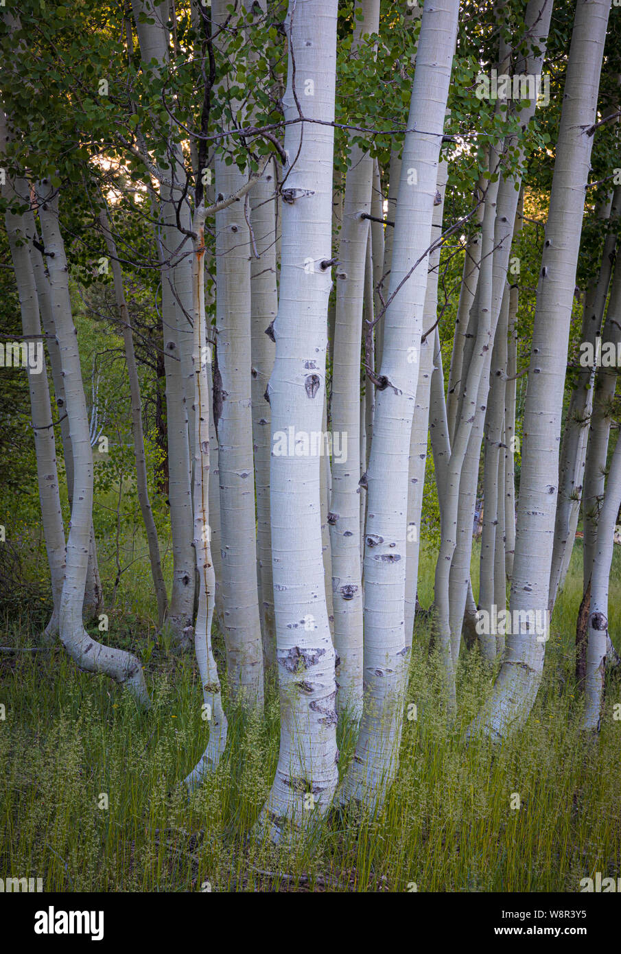 Birch trees on the North Rim of the Grand Canyon National Park in
