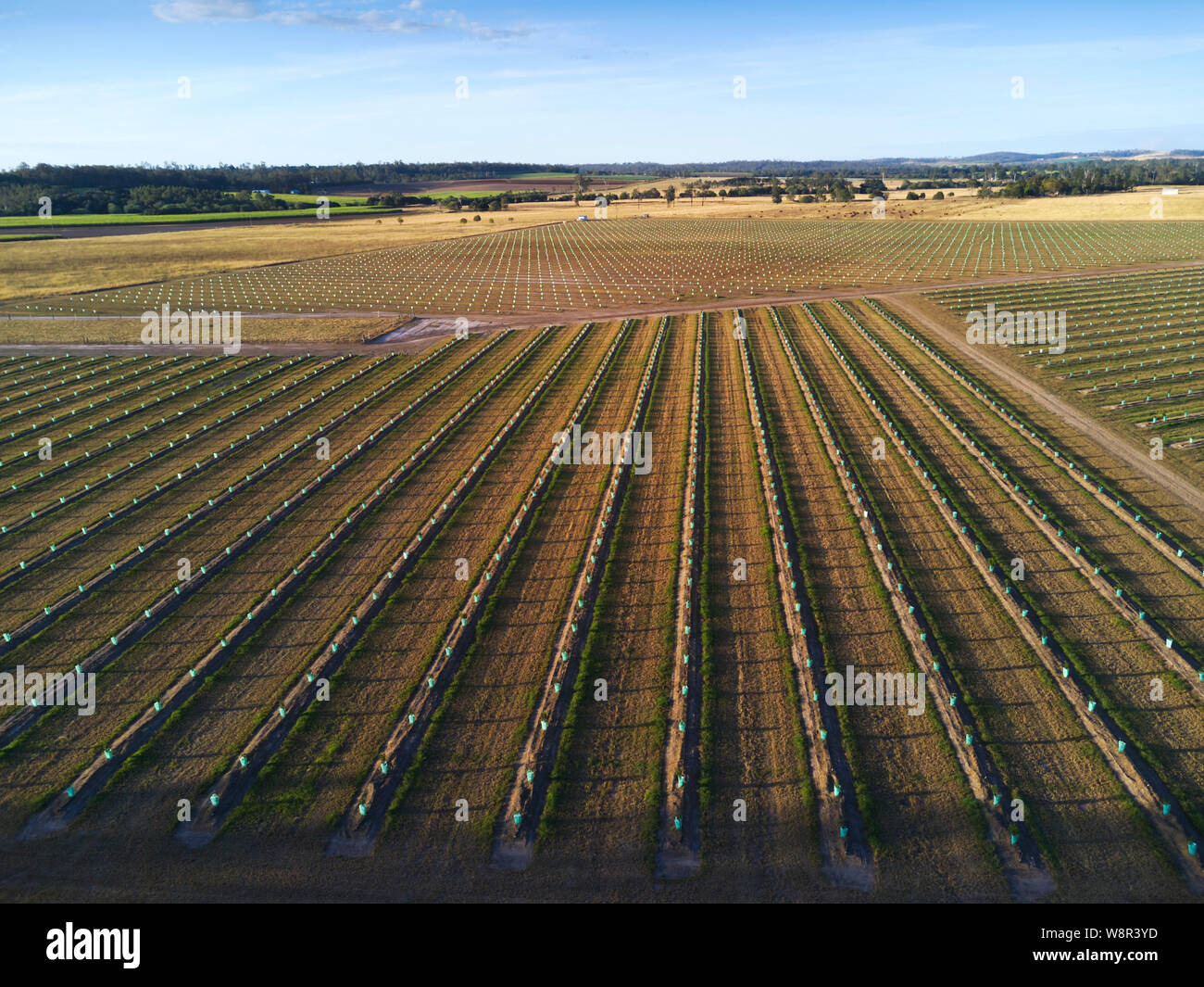 Aerial of the patterns of a newly planted macadamia nut plantation near