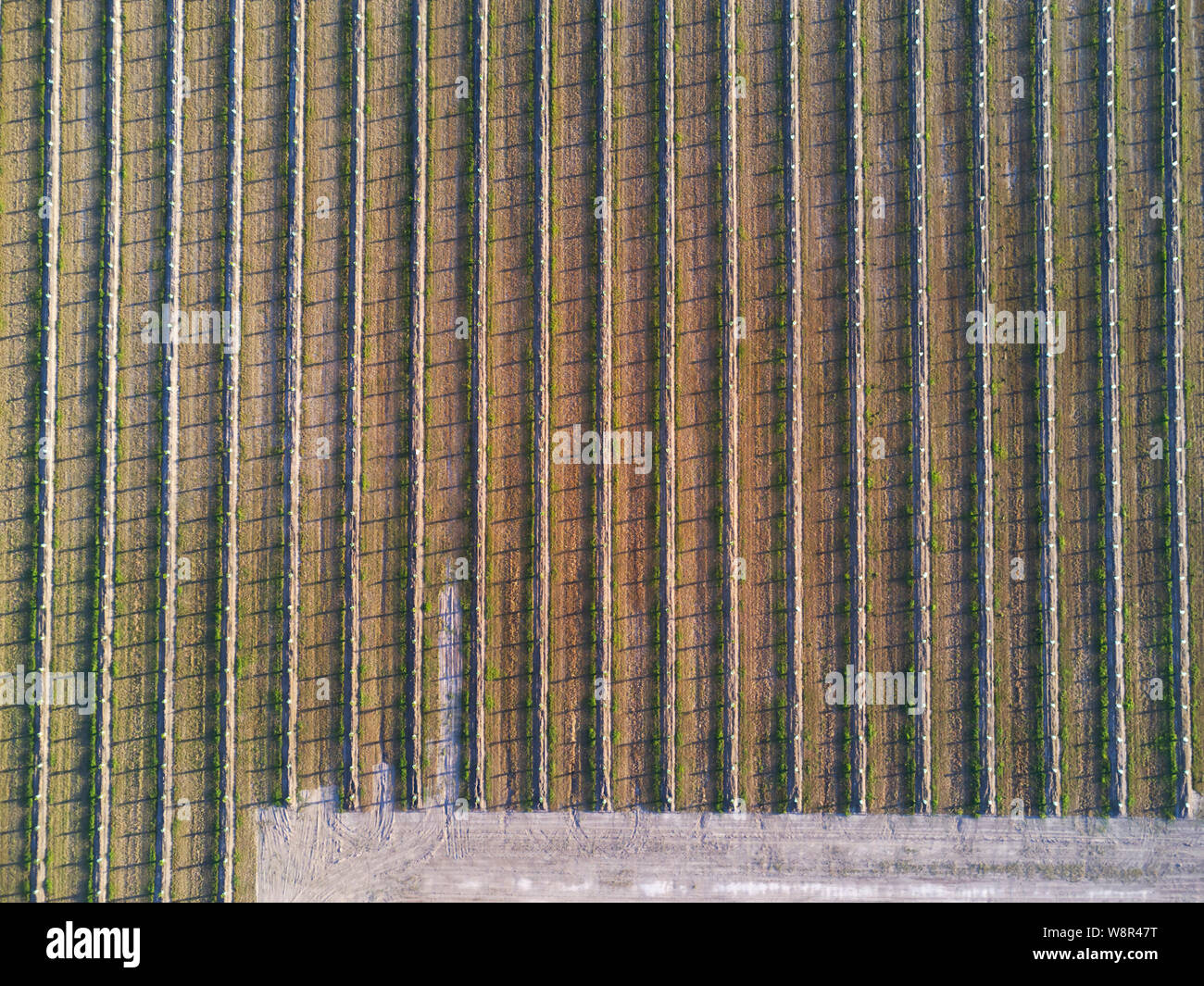 Aerial of the patterns of a newly planted macadamia nut plantation near Gin Gin Queensland Australia Stock Photo