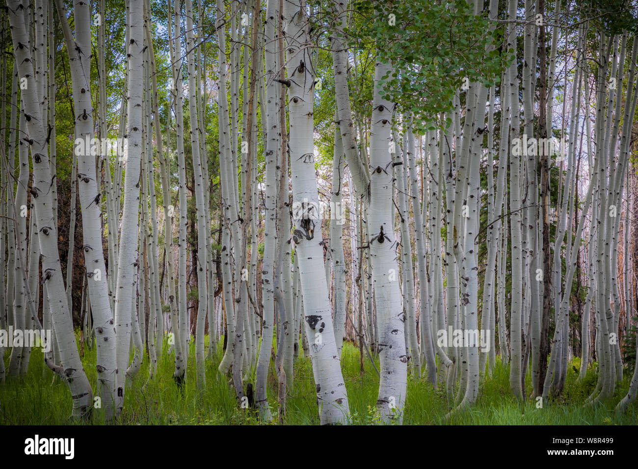 North american trees hires stock photography and images Alamy