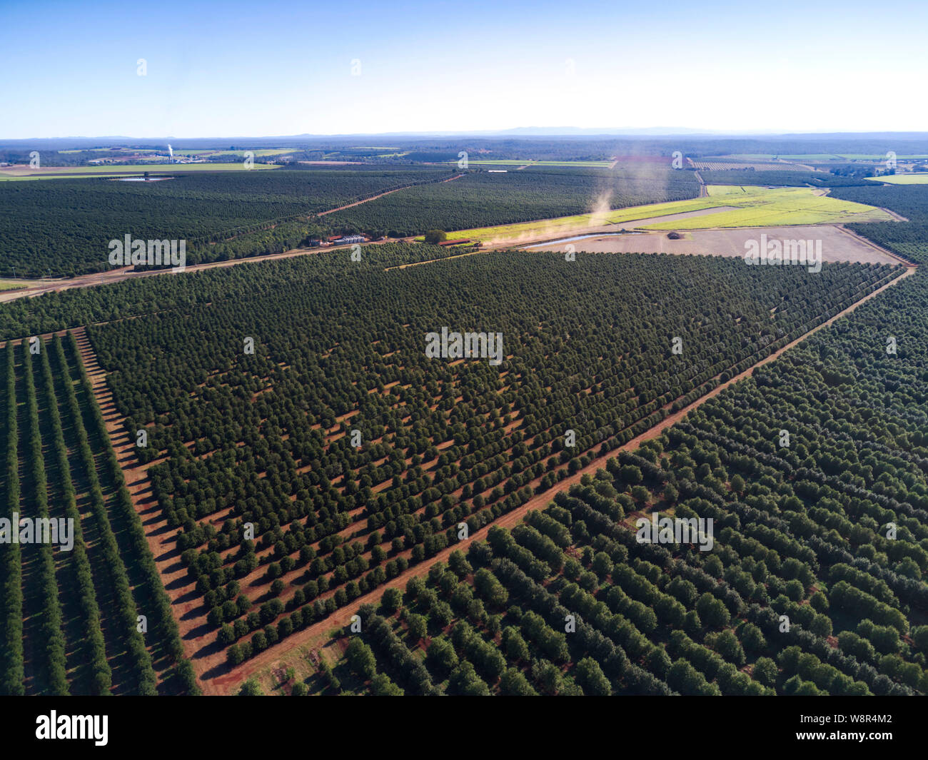 Aerial of the macadamia nut tree plantations that now cover what was