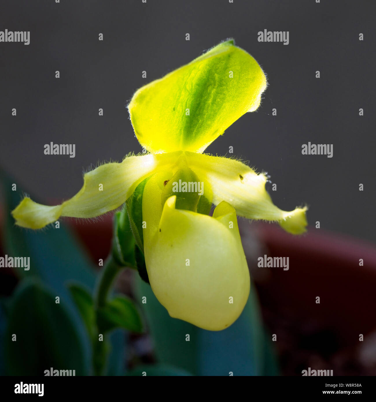 Paphiopedilum (Pinocchio alba), Venus Slipper Orchid flower. Stock Photo
