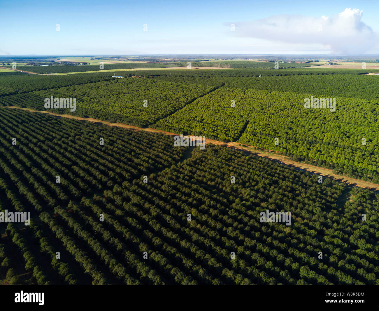 Aerial of an endless plantation of macadamia nut trees the new favourite crop replacing the traditional sugar cane plantations near Childers Queenslan Stock Photo