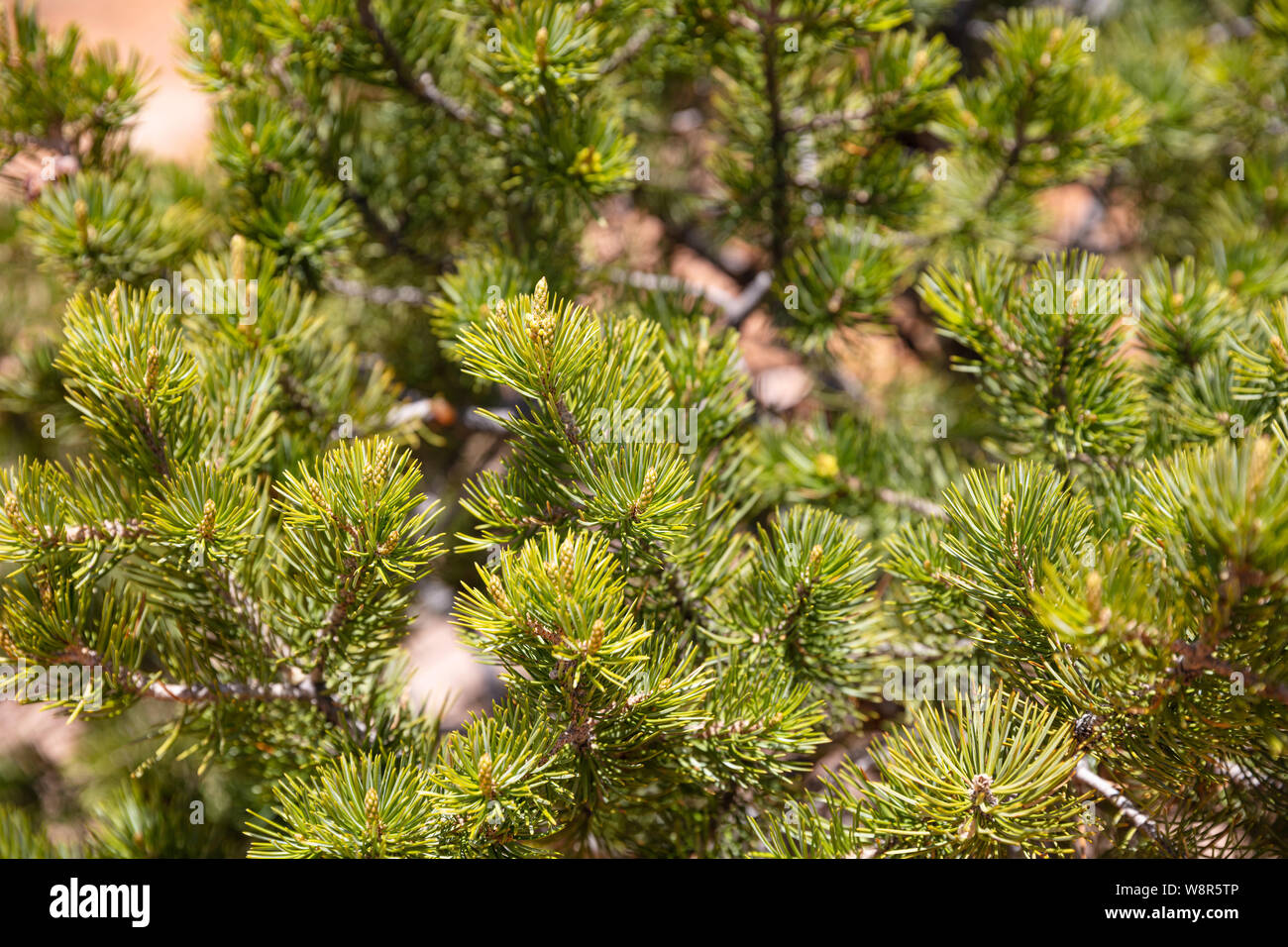 Pine tree needles closeup, full texture background, sunny spring day Stock Photo