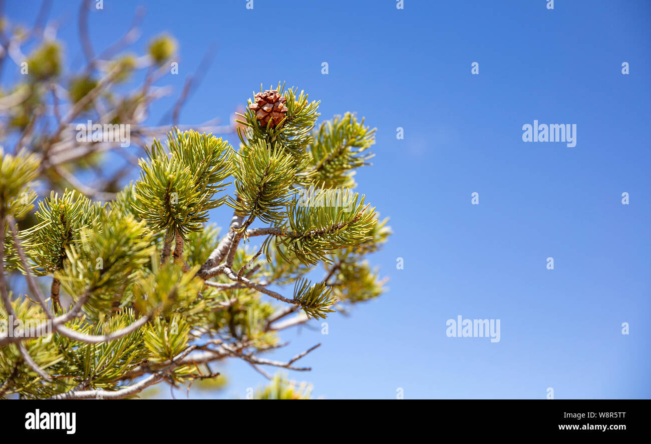 Pine tree needles closeup, blue sky background, sunny spring day, copy space Stock Photo