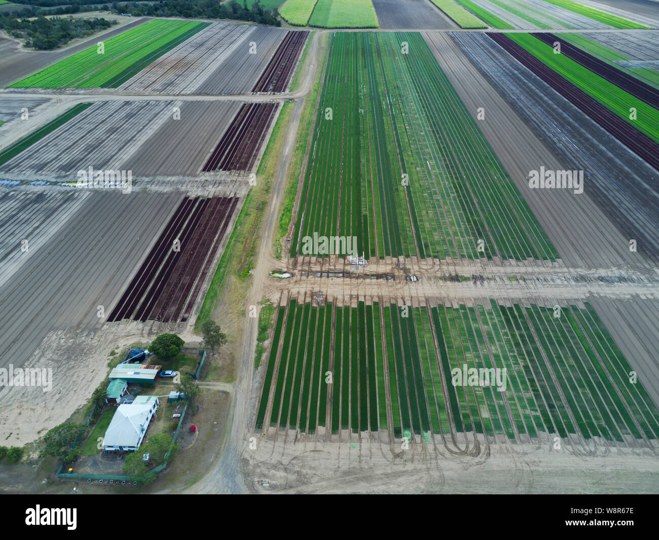 Aerial of salad farm growing lettuce at Wallaville Queenslasnd Australia Stock Photo