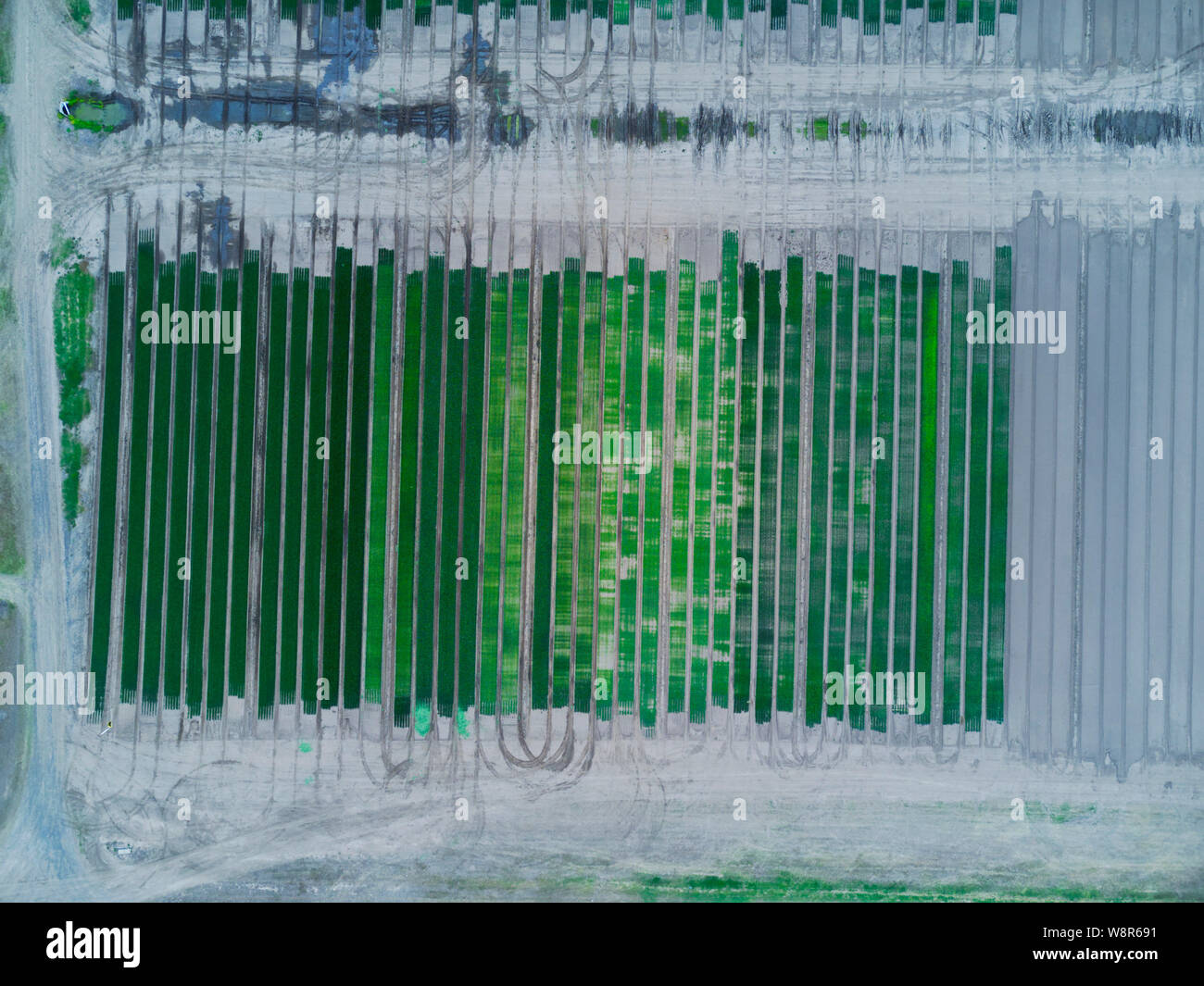 Aerial of salad farm growing lettuce at Wallaville Queenslasnd Australia Stock Photo