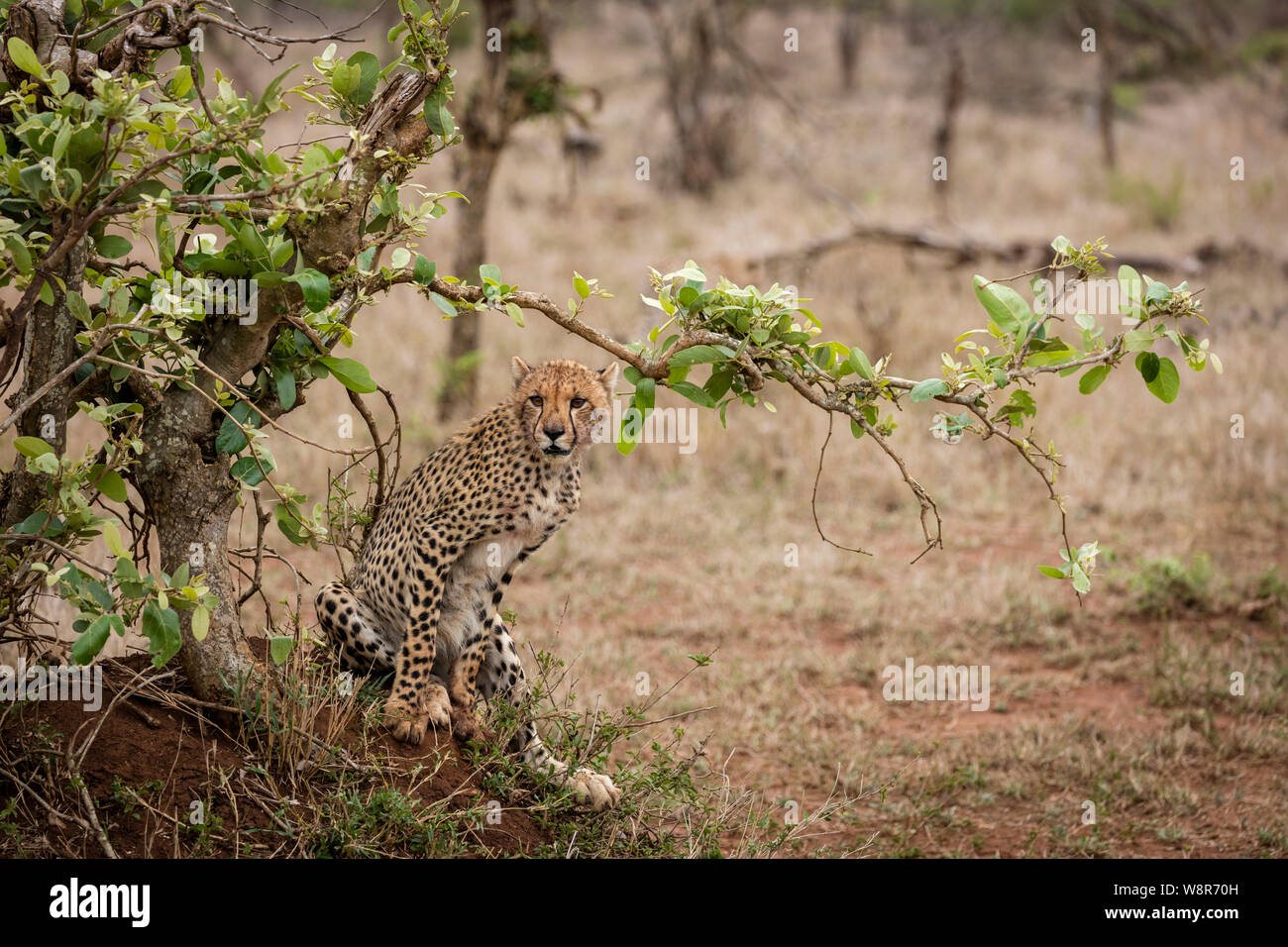 A cheetah in Kruger National Park, South Africa Stock Photo