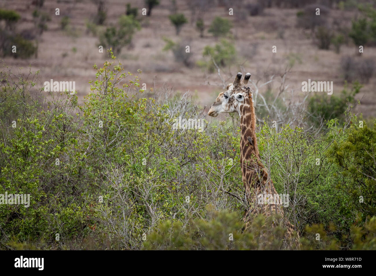 A Giraffe in Kruger National Park, South Africa Stock Photo