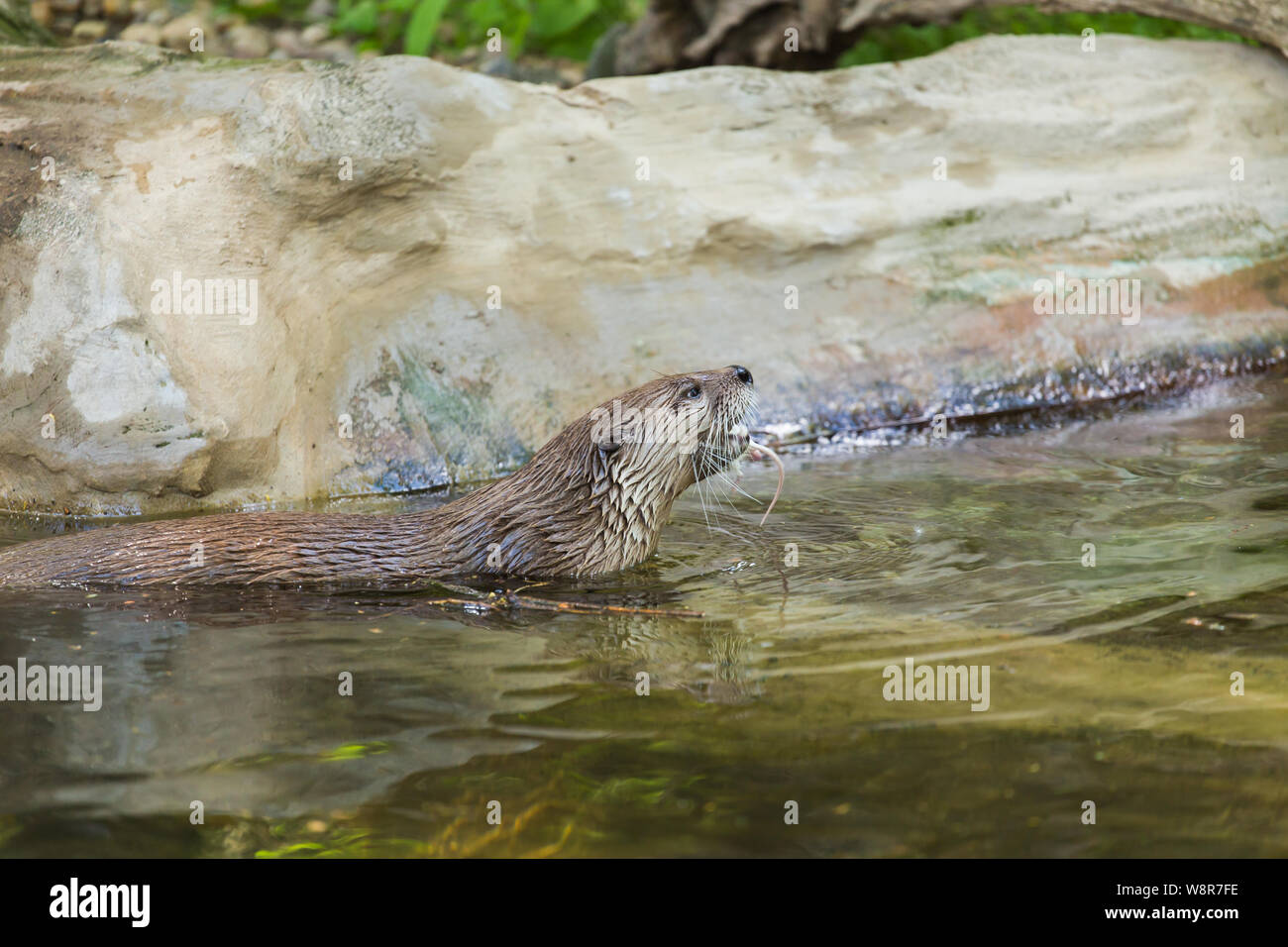 River Otter Food Chain