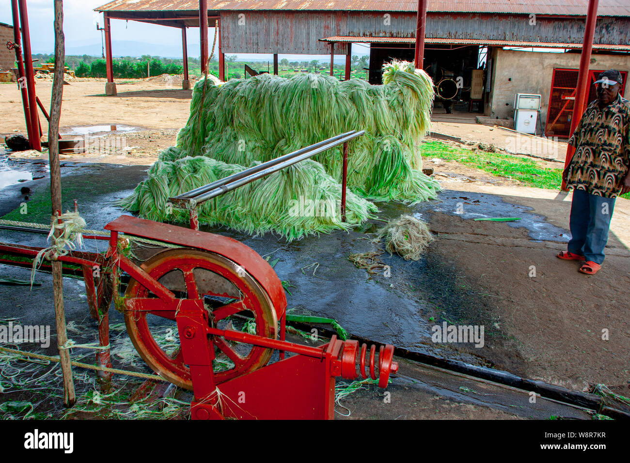 SISAL HEMP INDUSTRY Agave plants from which is produced a fibre used