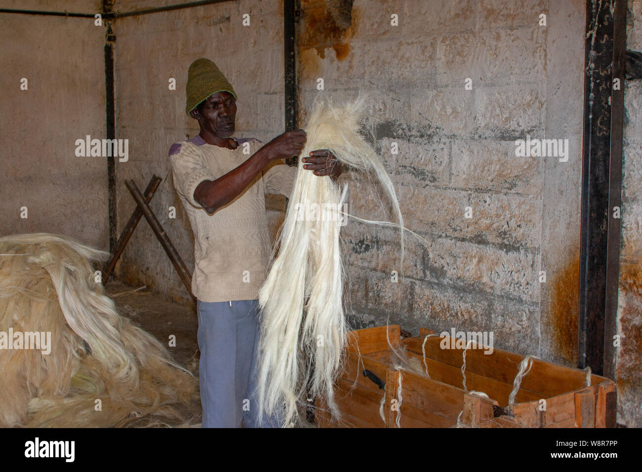 SISAL HEMP INDUSTRY Agave plants from which is produced a fibre used