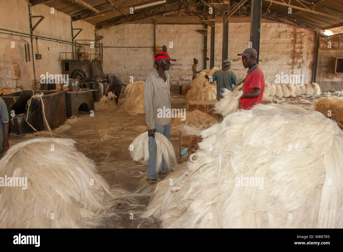 SISAL HEMP INDUSTRY Agave plants from which is produced a fibre used