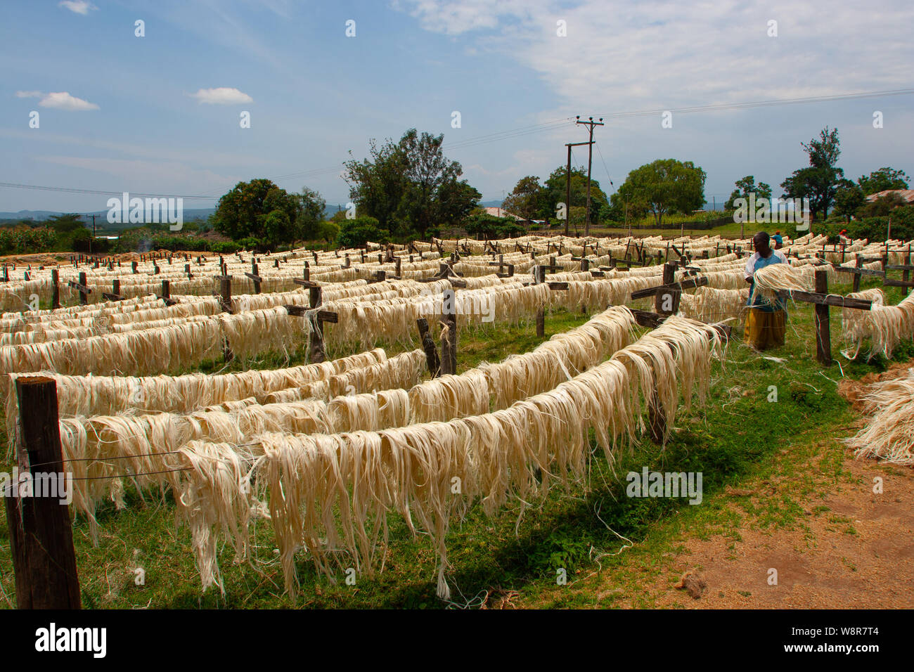 SISAL HEMP INDUSTRY Agave plants from which is produced a fibre used un the manufacture of