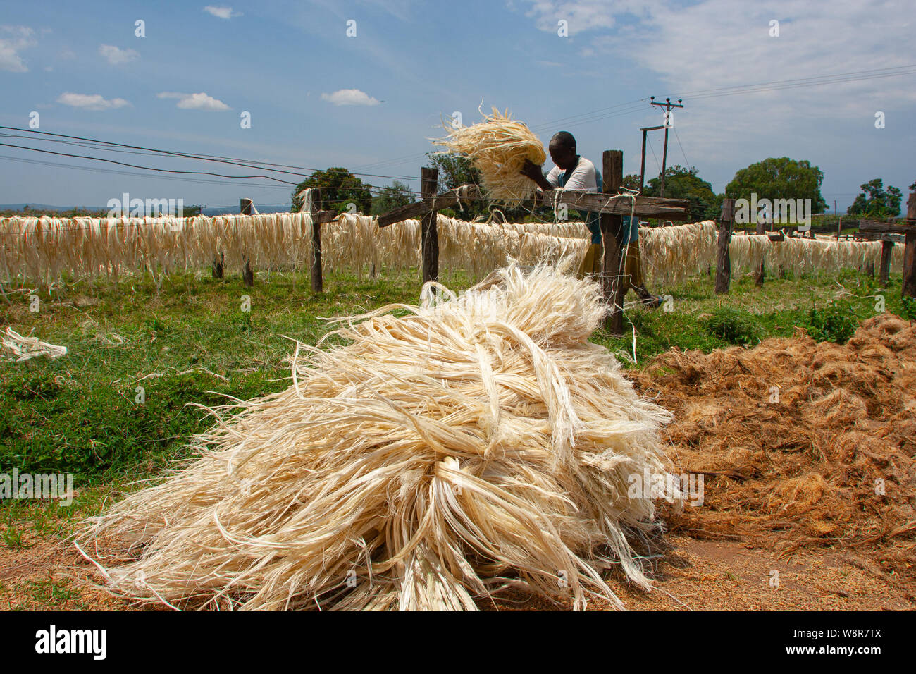 SISAL HEMP INDUSTRY Agave plants from which is produced a fibre used