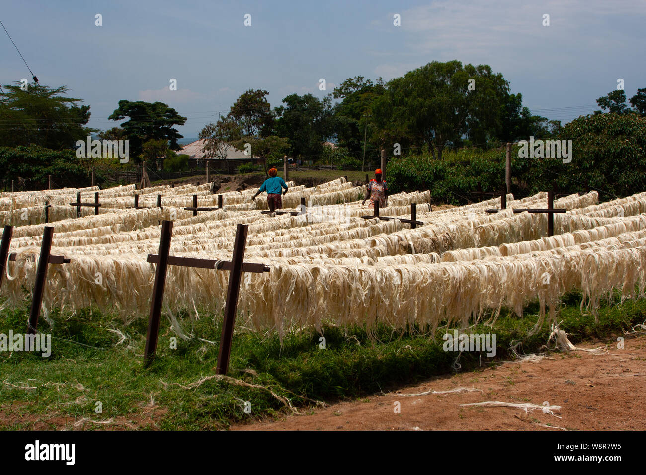 Sisal hemp hires stock photography and images Alamy