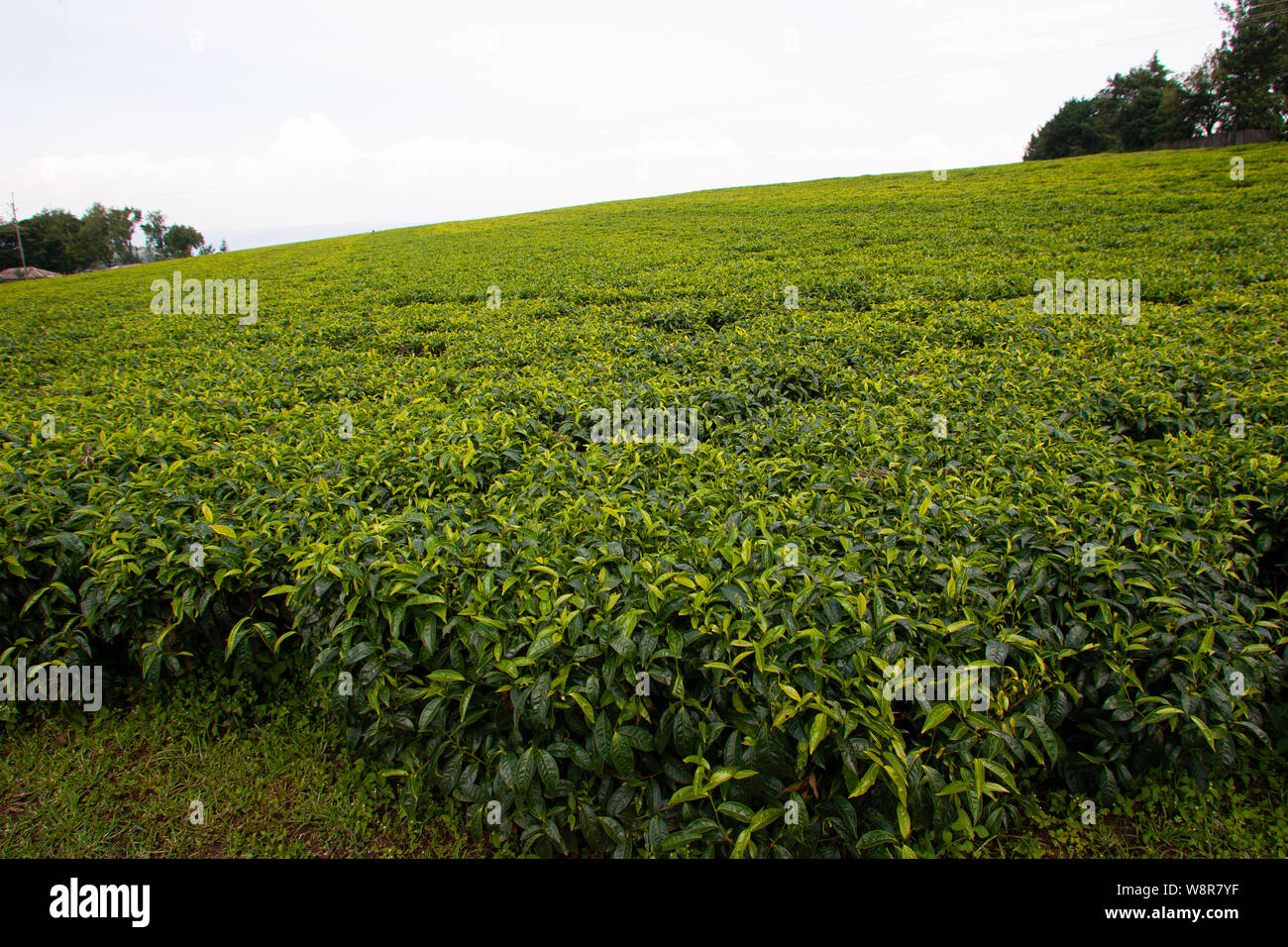 Tea plantations in Kenya Stock Photo Alamy