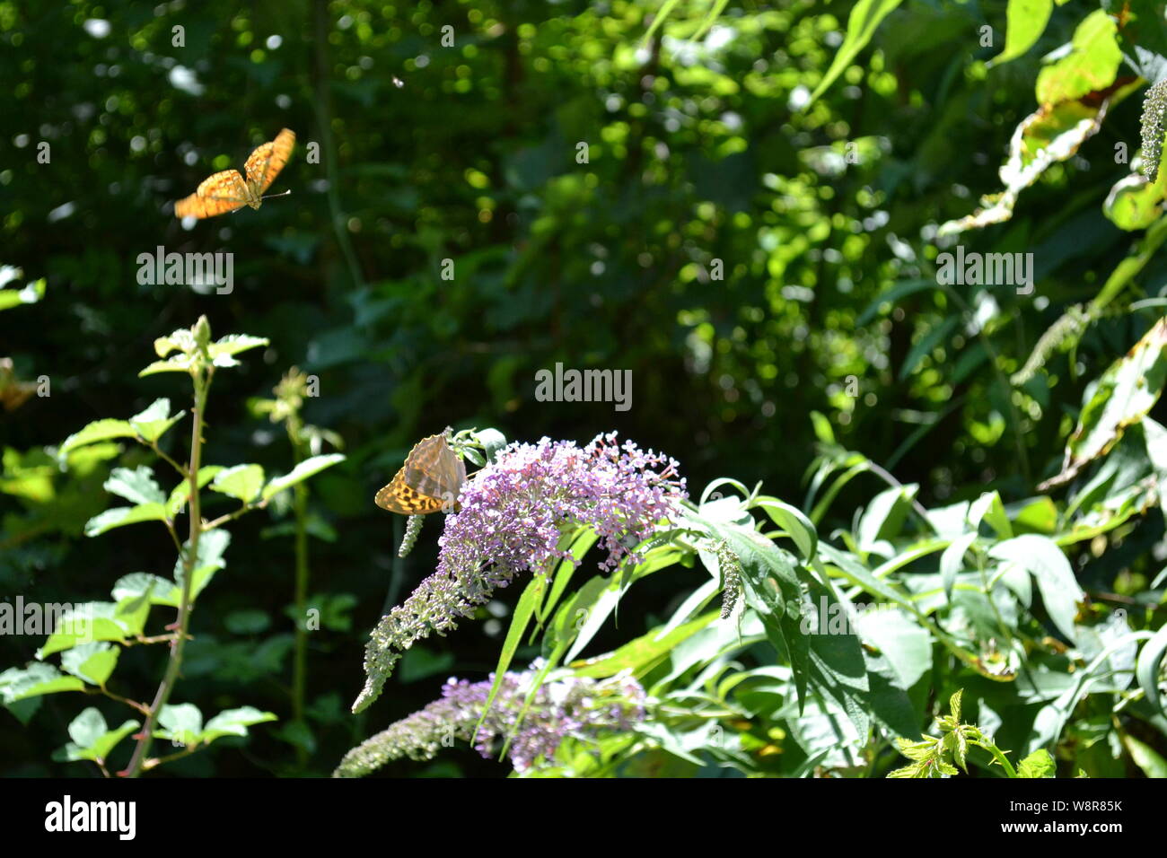 Butterfly fritillary Argynnis paphia feeding on buddleja flowers in the forest. Stock Photo