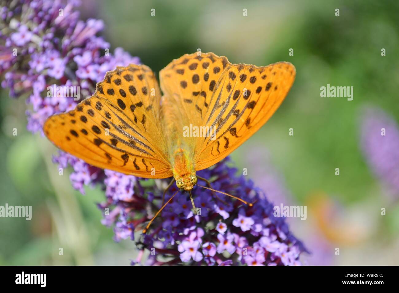 Butterfly fritillary Argynnis paphia feeding on buddleja flowers in the forest. Stock Photo