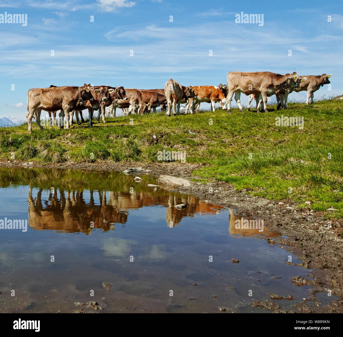 Brown mountain cows grazing on an alpine pasture i Stock Photo - Alamy